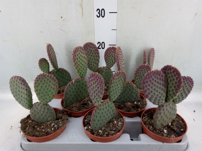 Opuntia microdasys