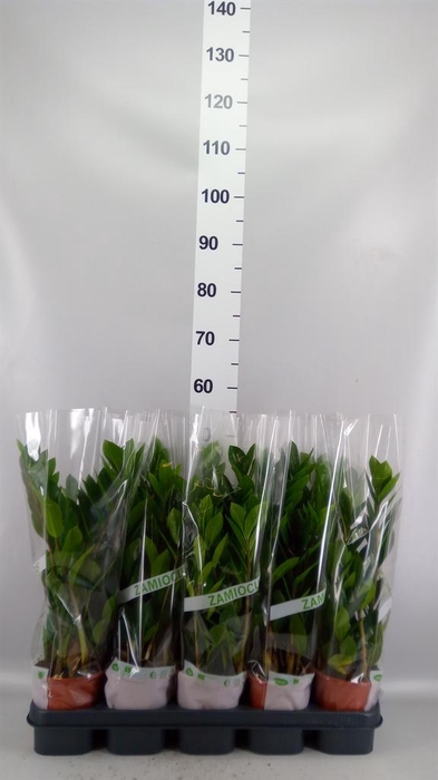 <h4>Zamioculcas zamiifolia</h4>
