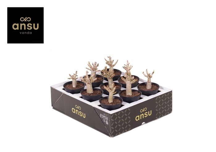 <h4>Adenium "Ansu" Baobab in sierpot</h4>