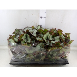 Begonia BD   ...