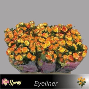 Rosa spray eyeliner