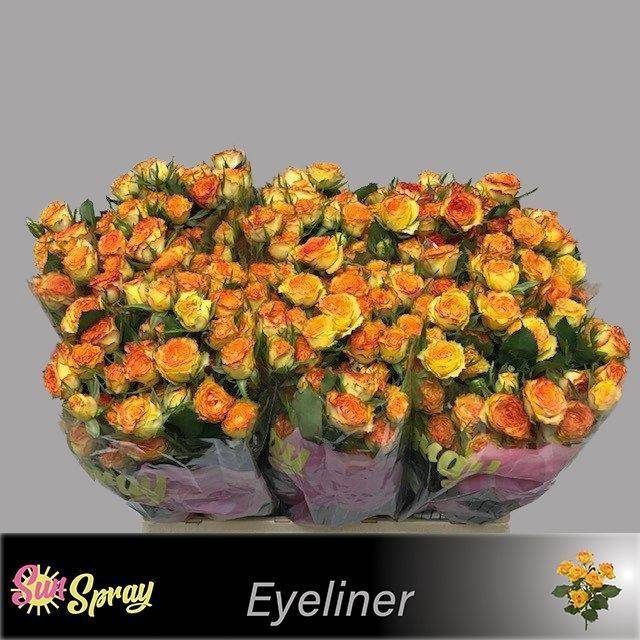 <h4>Rosa spray eyeliner</h4>