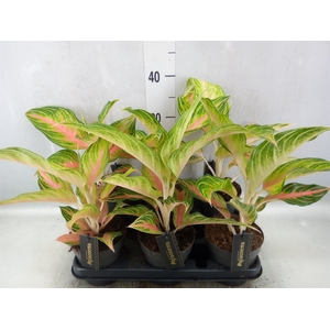 Aglaonema   ...