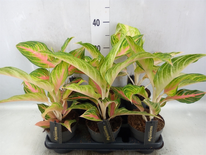 <h4>Aglaonema   ...</h4>