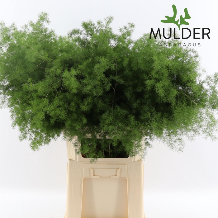 <h4>ASP UMBELLATUS</h4>