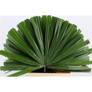 Chamaerops Blad