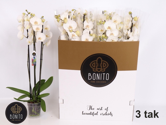 <h4>PHAL SILHOUETTE</h4>