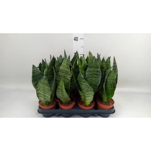 Sansevieria zeylanica