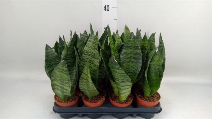 <h4>Sansevieria zeylanica</h4>