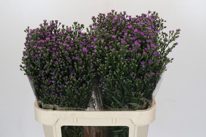 <h4>Aster Baby Pink</h4>