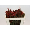 Kaaps Groen Tortum Red