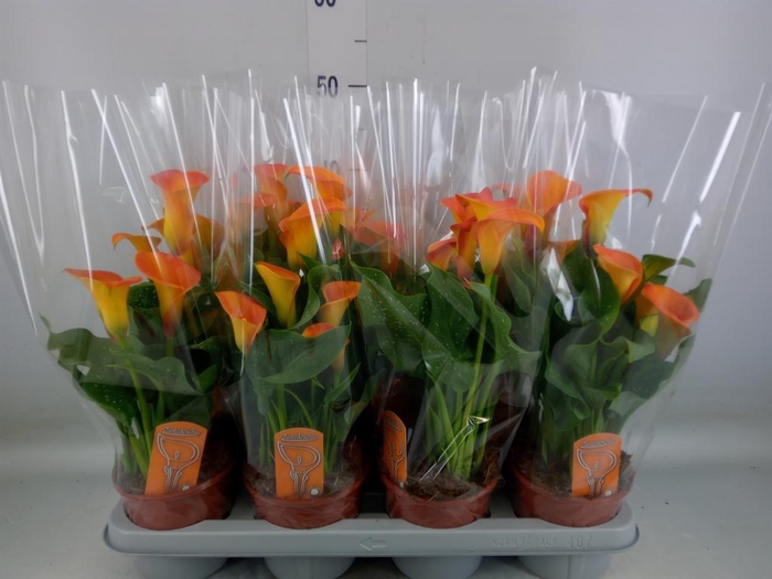 <h4>Zantedeschia   ...</h4>