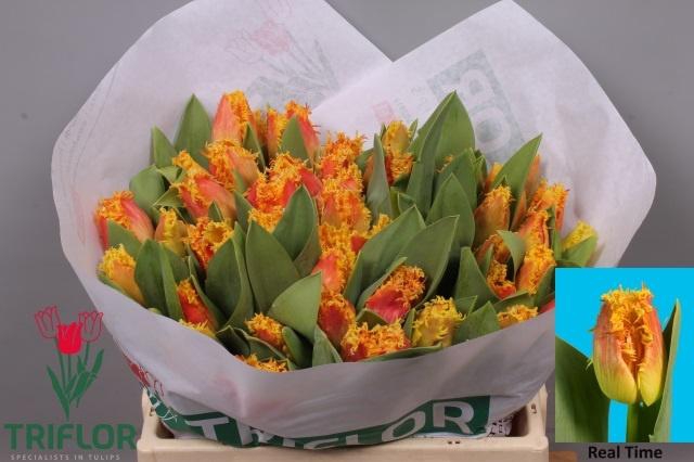 <h4>TU FR REAL TIME</h4>