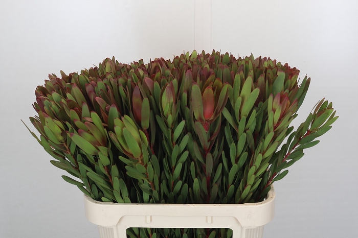 <h4>Leucadendron Safari Sunset</h4>