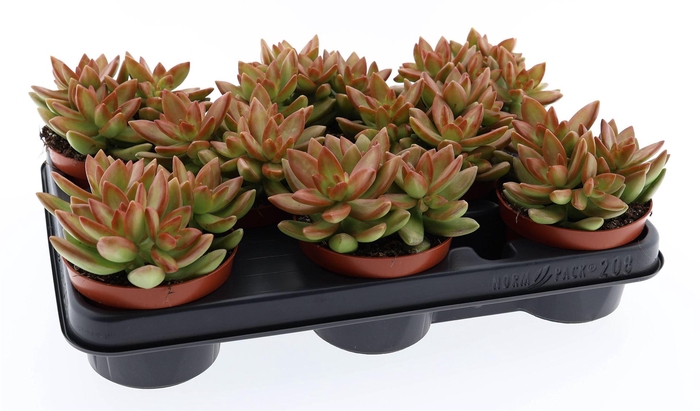 <h4>Sedum   ...</h4>