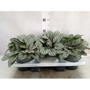 Peperomia