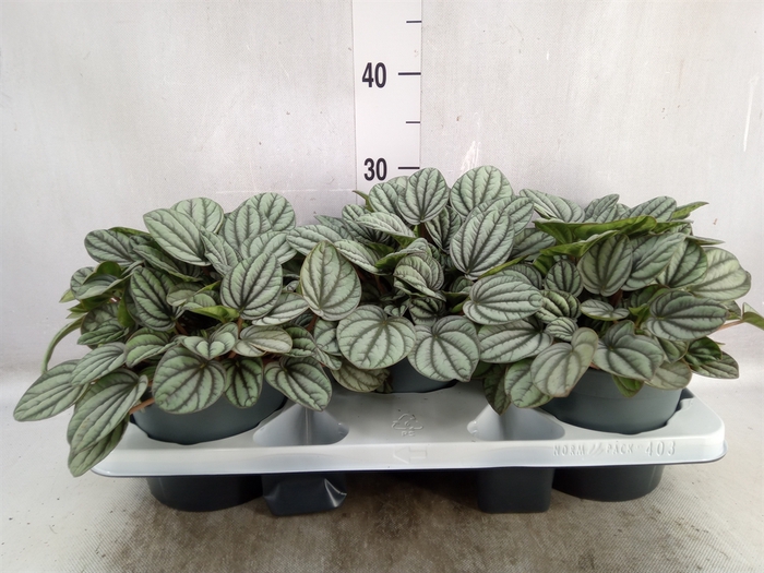 <h4>Peperomia</h4>