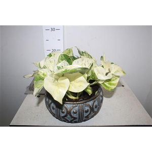 Arr Keramiek Epipr Happy Leaf 3pp