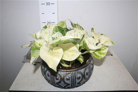 <h4>Arr Keramiek Epipr Happy Leaf 3pp</h4>