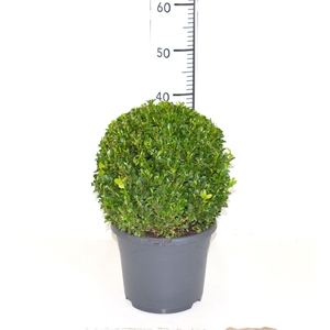Buxus sempervirens 28cm Bol
