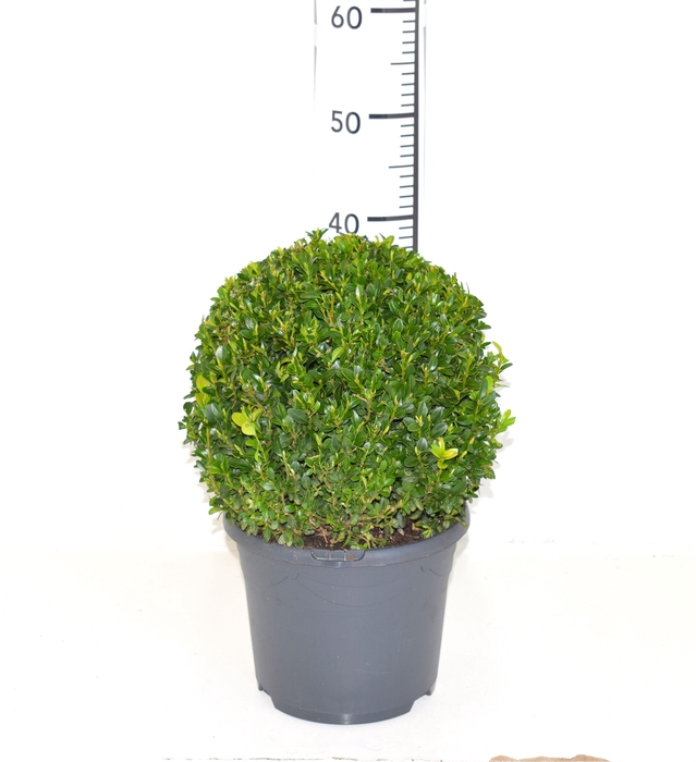 <h4>Buxus sempervirens 28cm Bol</h4>