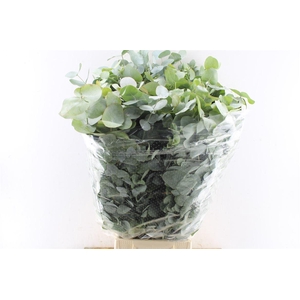 Euca Cinerea Heavy 5 Stems Selected