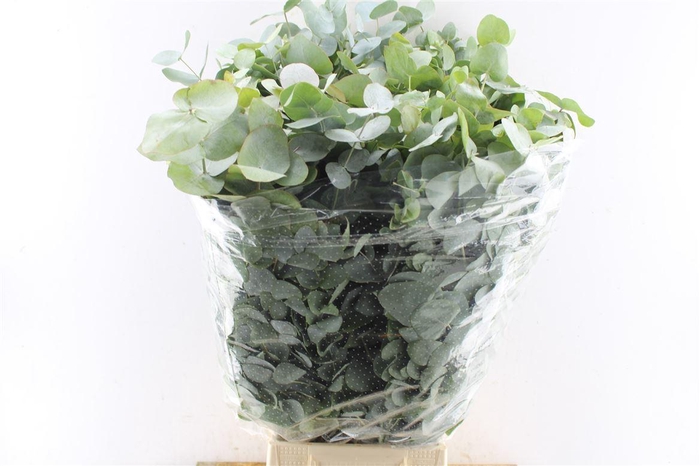 <h4>Euca Cinerea Heavy 5 Stems Selected</h4>
