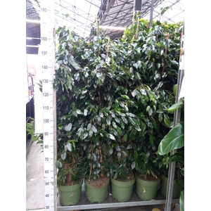 Ficus benja. 'Midnight Lady'