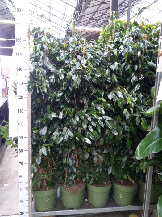 <h4>Ficus benja. 'Midnight Lady'</h4>