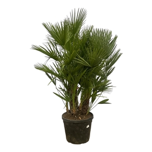 Chamaerops Humilis multistam - 180cm