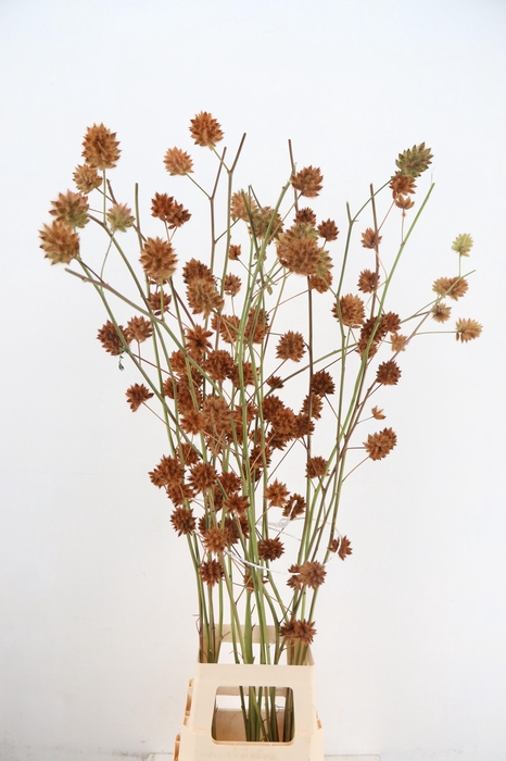 <h4>GLYCYRRH YUNNANEN ZD 120CM 5+</h4>