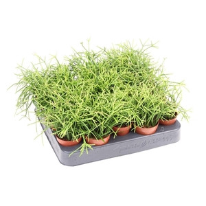 Rhipsalis baccifera 'Oasis' mini RH5010