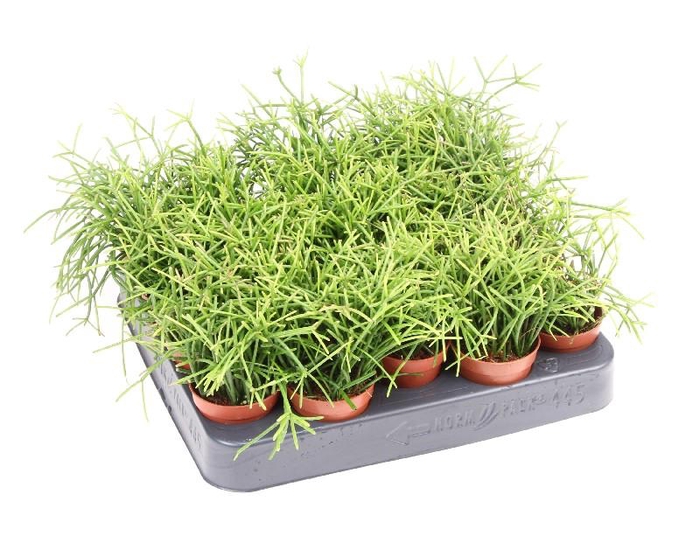 <h4>Rhipsalis baccifera 'Oasis' mini RH5010</h4>