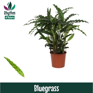Calathea Bluegrass