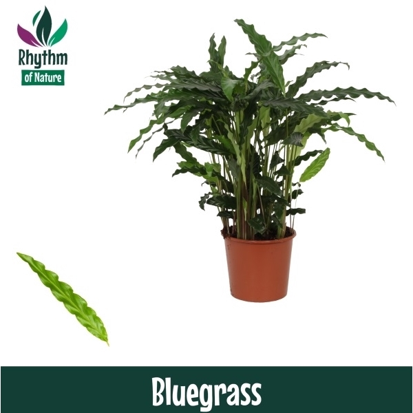 <h4>Calathea Bluegrass</h4>