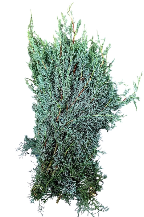 <h4>CUPRES AR GLAUCA BS</h4>