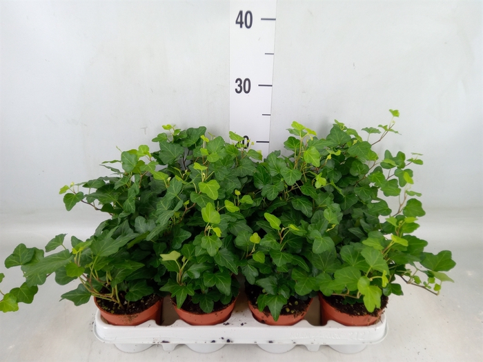 <h4>Hedera helix 'Wonder'</h4>