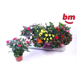 !! PROMO !! ROSA BEAU MONDE MIX X12