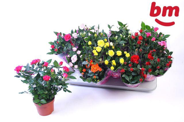 <h4>ROSA BEAU MONDE MIX X12</h4>