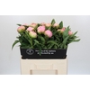Paeonia Pink Giant