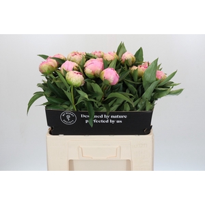 Paeonia Pink Giant
