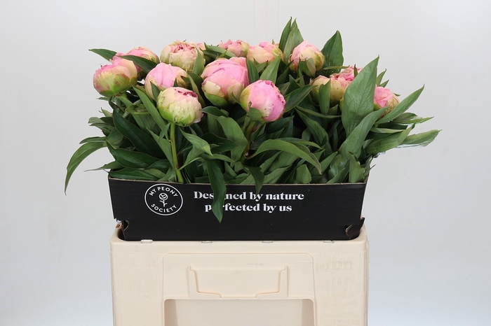 Paeonia Pink Giant