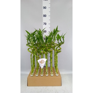 Dracaena sand. 'Lucky Bamboo' ..pyr