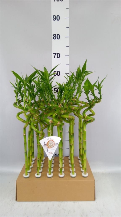 <h4>Dracaena sand. 'Lucky Bamboo' ..pyr</h4>