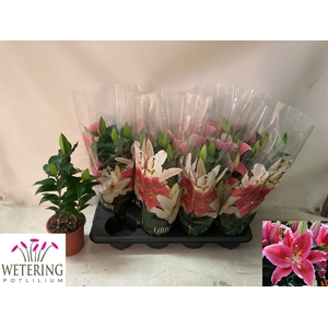 LIL OR SUN MARTINIQU