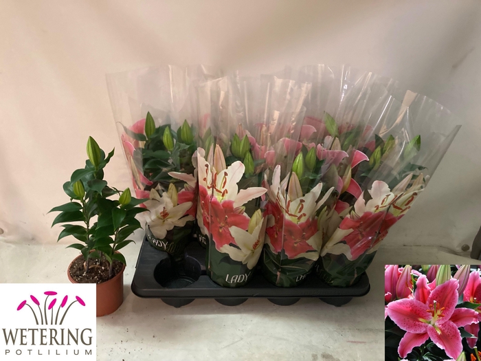 <h4>LIL OR SUN MARTINIQU</h4>