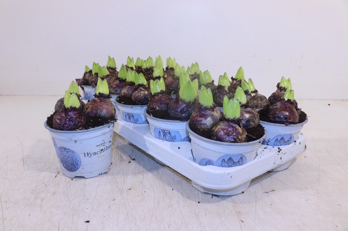 <h4>HYACIN DELFT BLUE</h4>