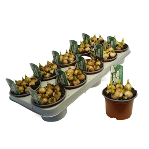 Muscari White magic 12cm