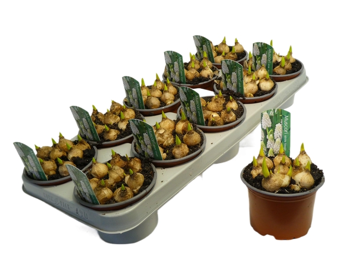 <h4>MUSCARI WHITE MAGIC P12</h4>