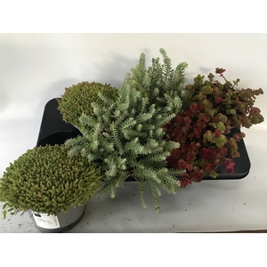 SEDUM OV